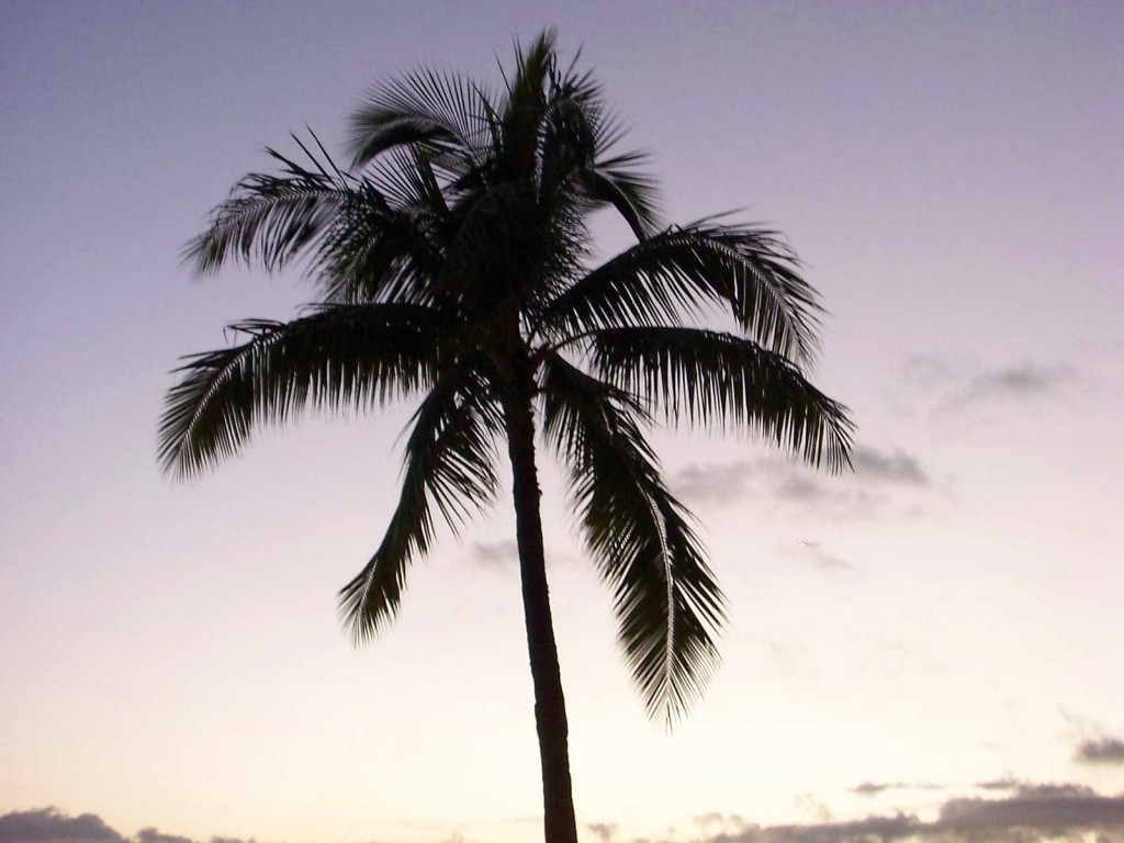 Oahu Palm Tree at Sunset