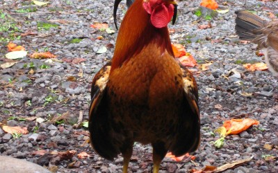 Wild Rooster