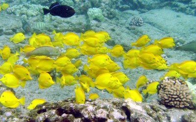 Yellow Tangs And Others
