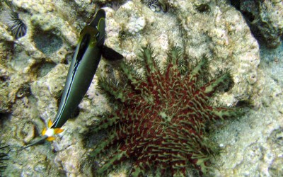 Crown of thorns and orangespine unicornfish