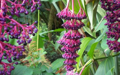 Chandelier Tree, Hanging Purple Flower