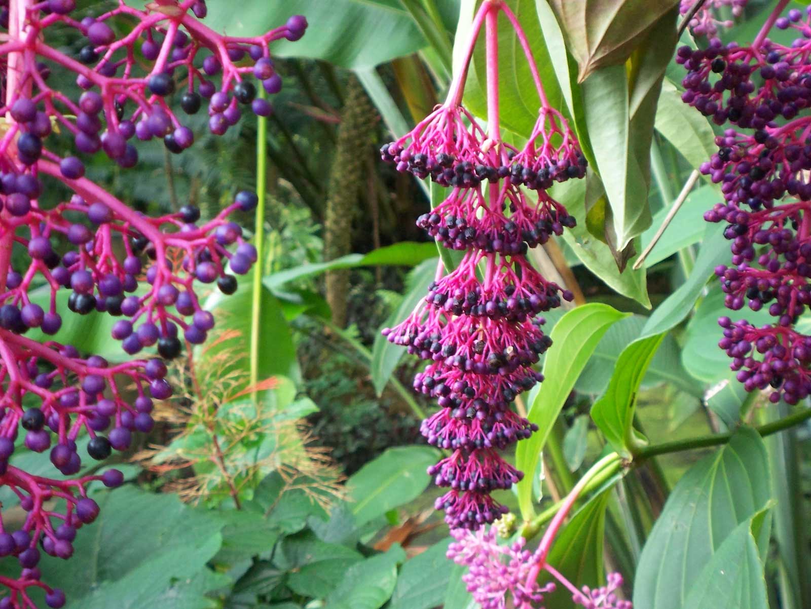 Chandelier Tree, Hanging Purple Flower Hawaii Pictures