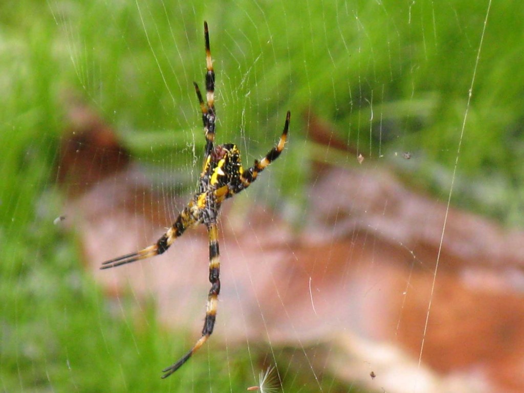 Hawaii Garden Spider, Argiope appensa