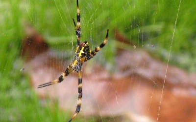 Hawaii Garden Spider, Argiope appensa