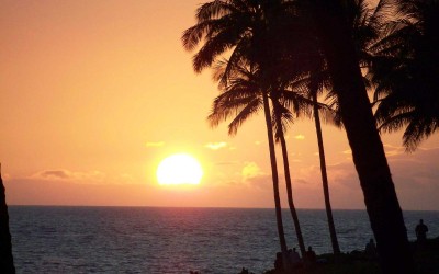 Palm Tree Silhouette at Hilton Waikoloa