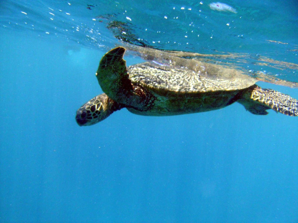 Hawaiian Green Sea Turtle Swimming