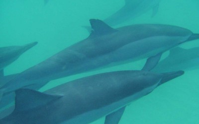 Spinner Dolphins, Kailua Bay