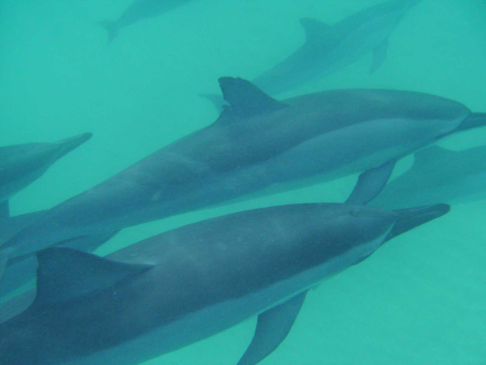 Spinner Dolphins, KailuaKona Bay Hawaii Pictures