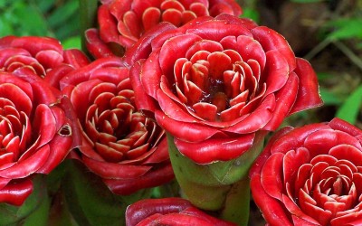 Rose of Siam