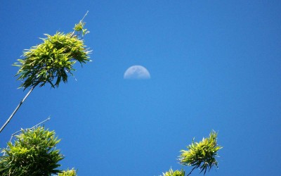 Bamboo Moon in Hawaii