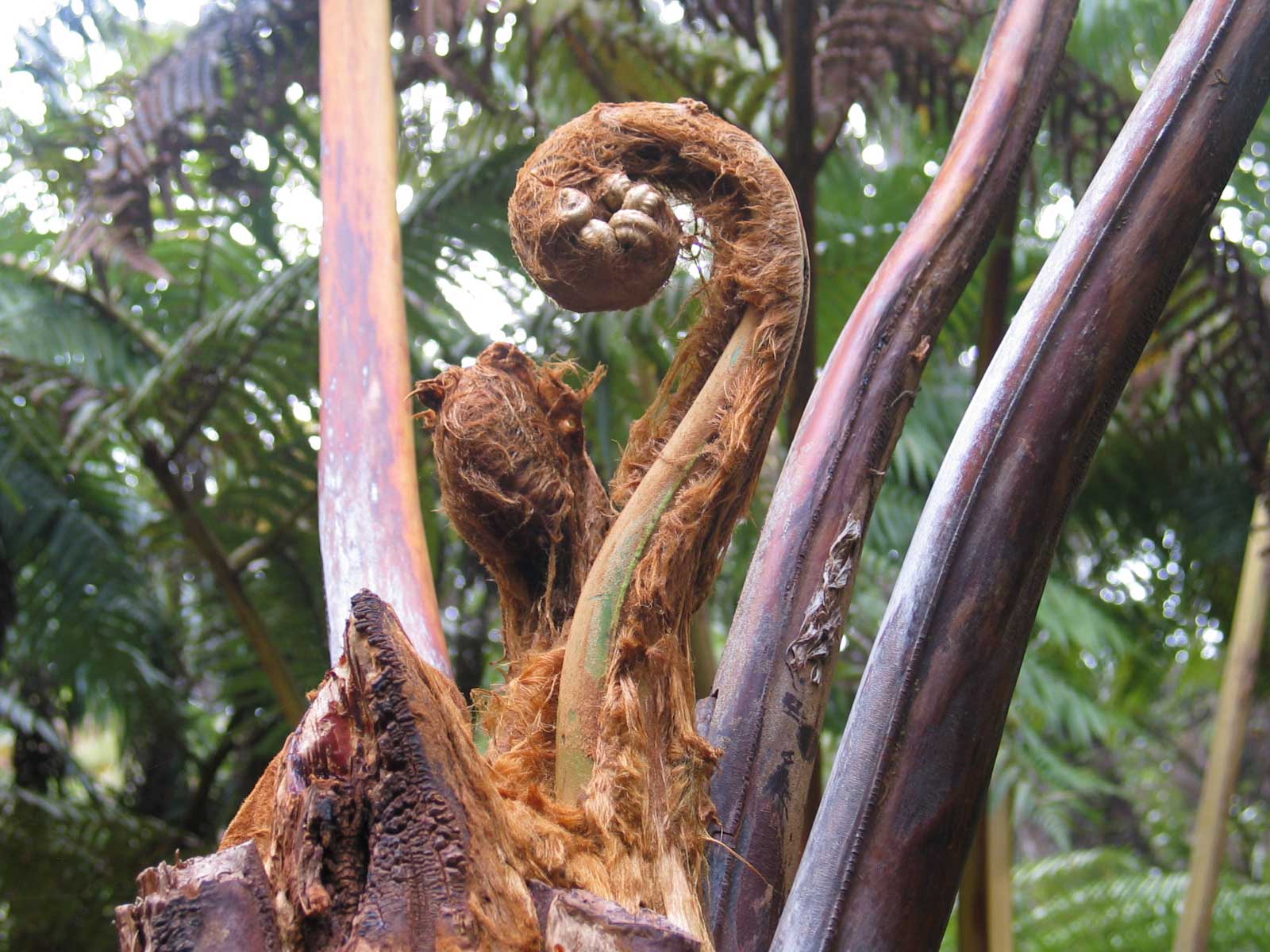 Tropical Fern Seedpod Hawaii Pictures