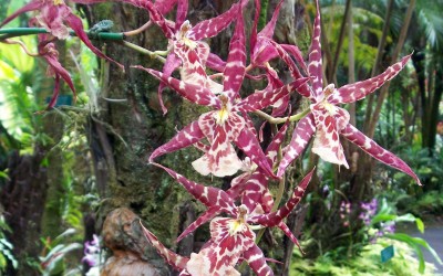 Spider Orchid in Hawaii