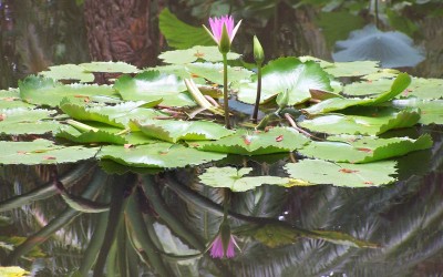 Hawaii Water Lily