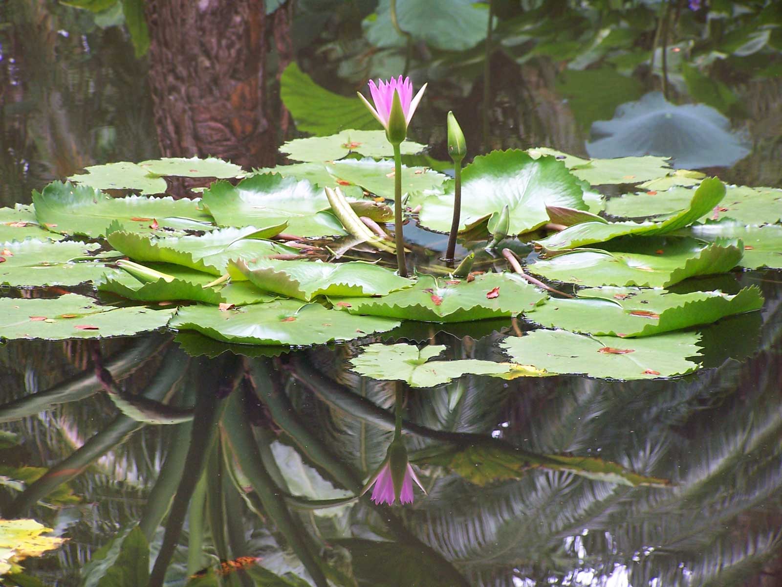 Hawaii Water Lily Hawaii Pictures