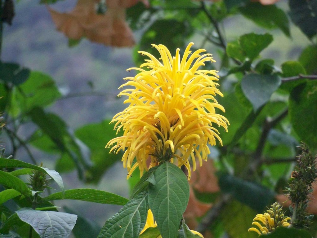 Hawaii Yellow Flower