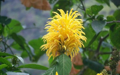 Hawaii Yellow Flower