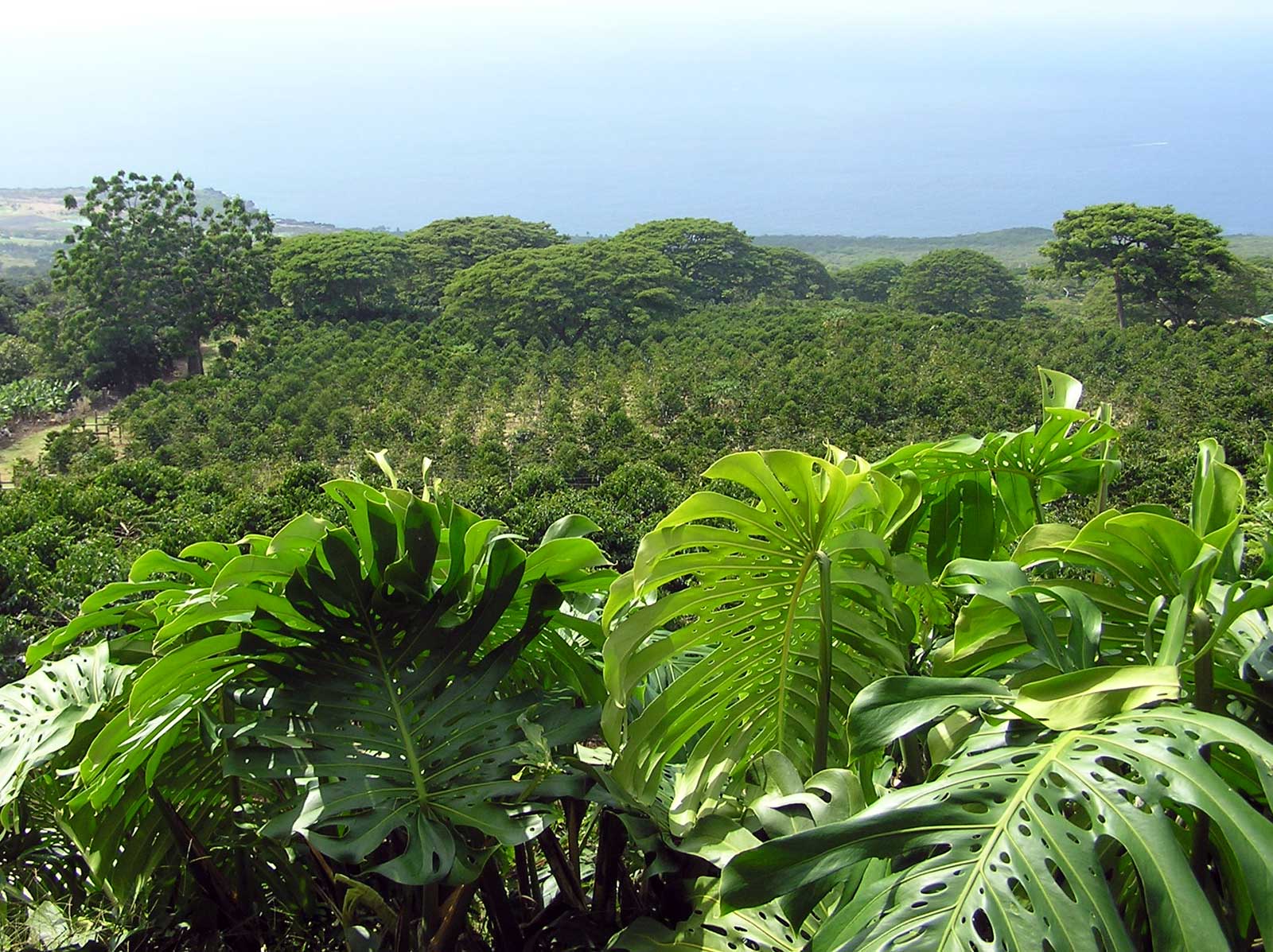 Kona Coffee Farm Hawaii Pictures