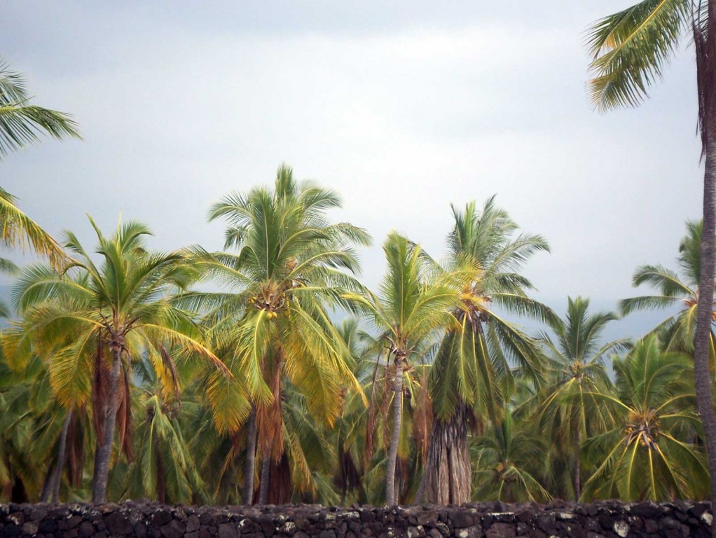Stand of Palm Trees