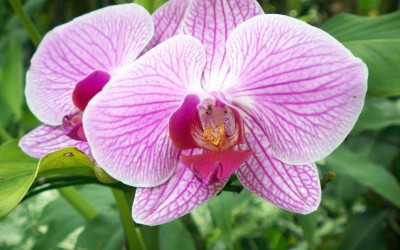Hawaii Pink Orchid