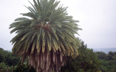 Dense Palm Tree