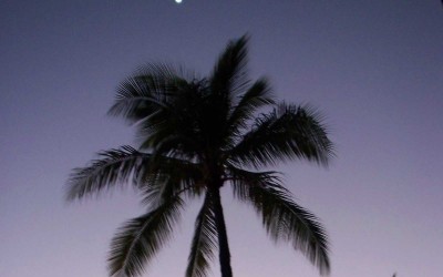 palm tree moon