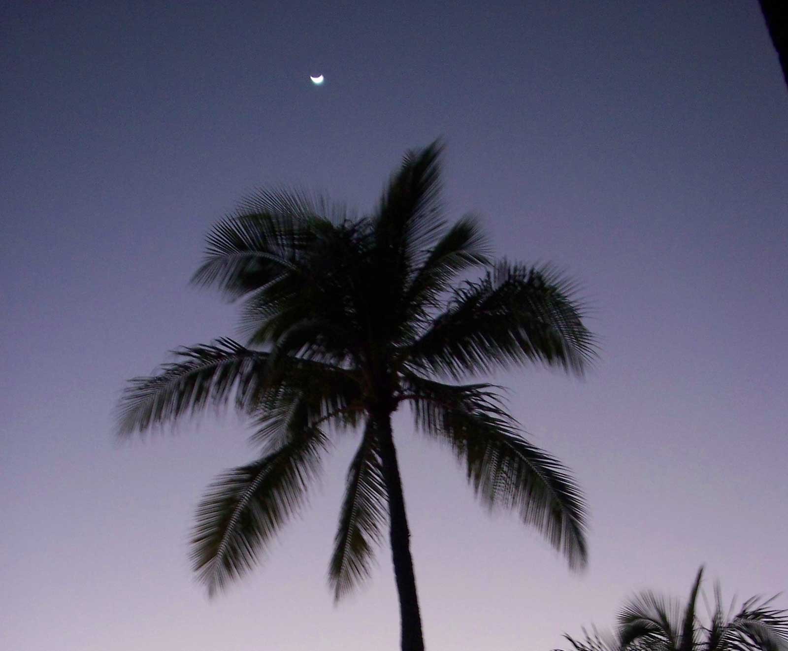palm tree moon Hawaii Pictures