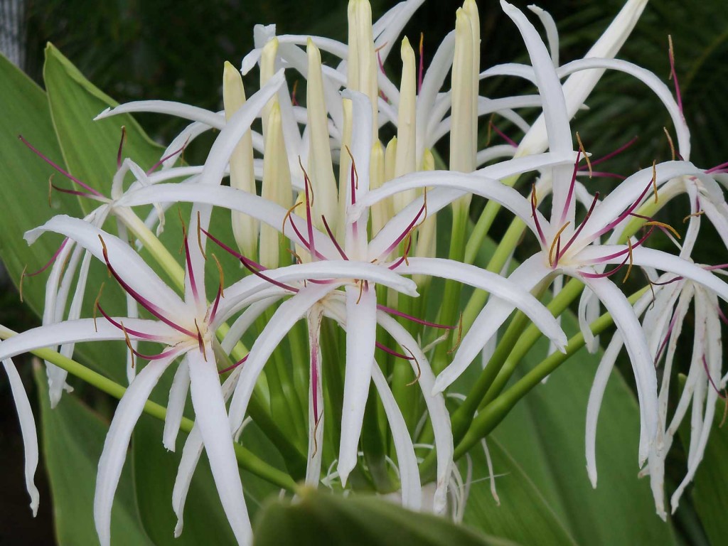 Hawaii Spider Lily