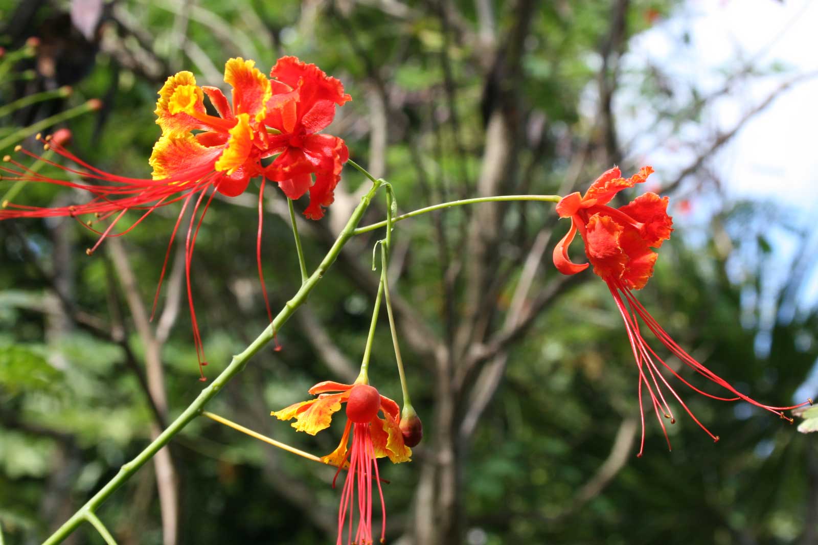 Red Peacock Flower, Hawaii Hawaii Pictures