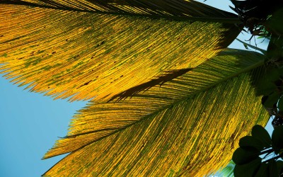 Backlit Palm Leaves
