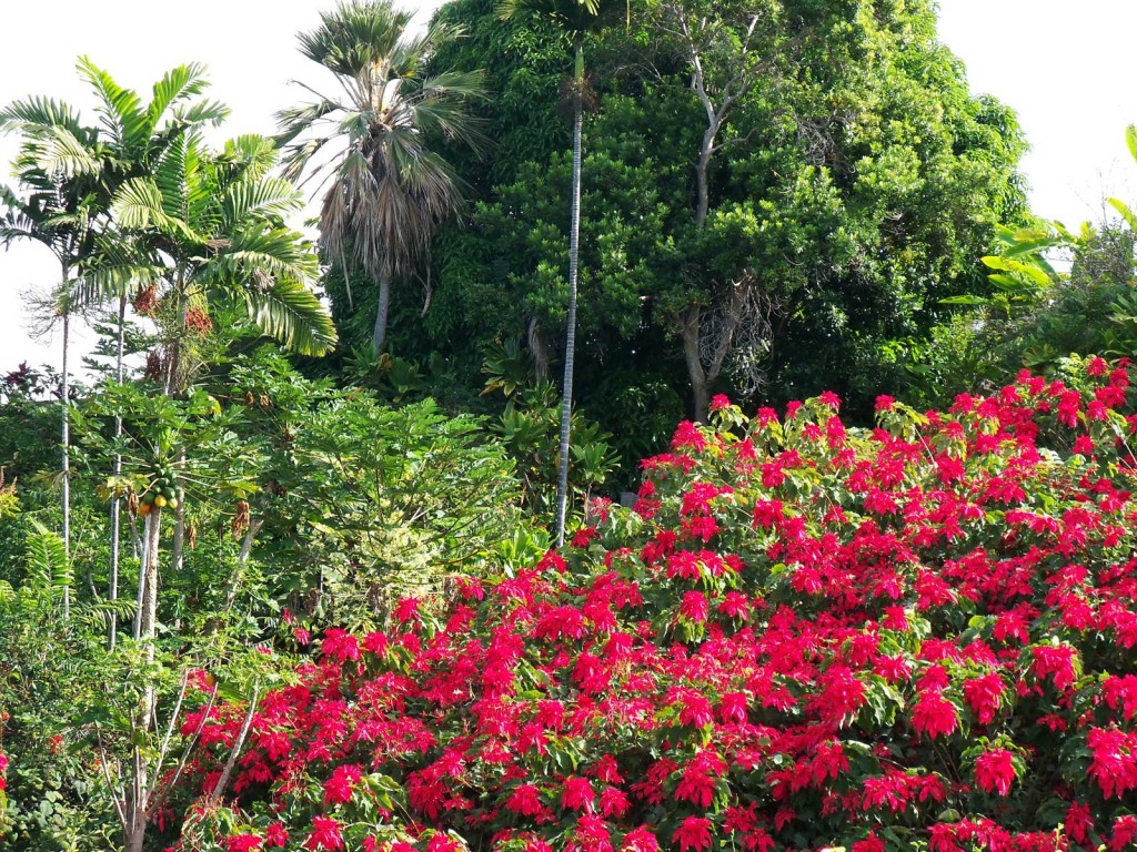 Hawaii Poinsettia Field