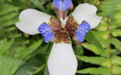 Blue White Orchid