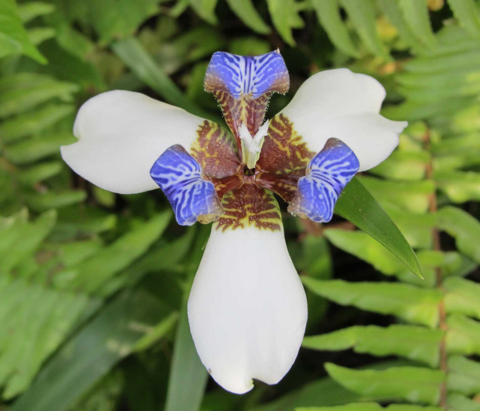 Blue White Orchid Hawaii Pictures