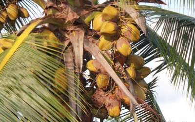 Coconuts on Palm Tree