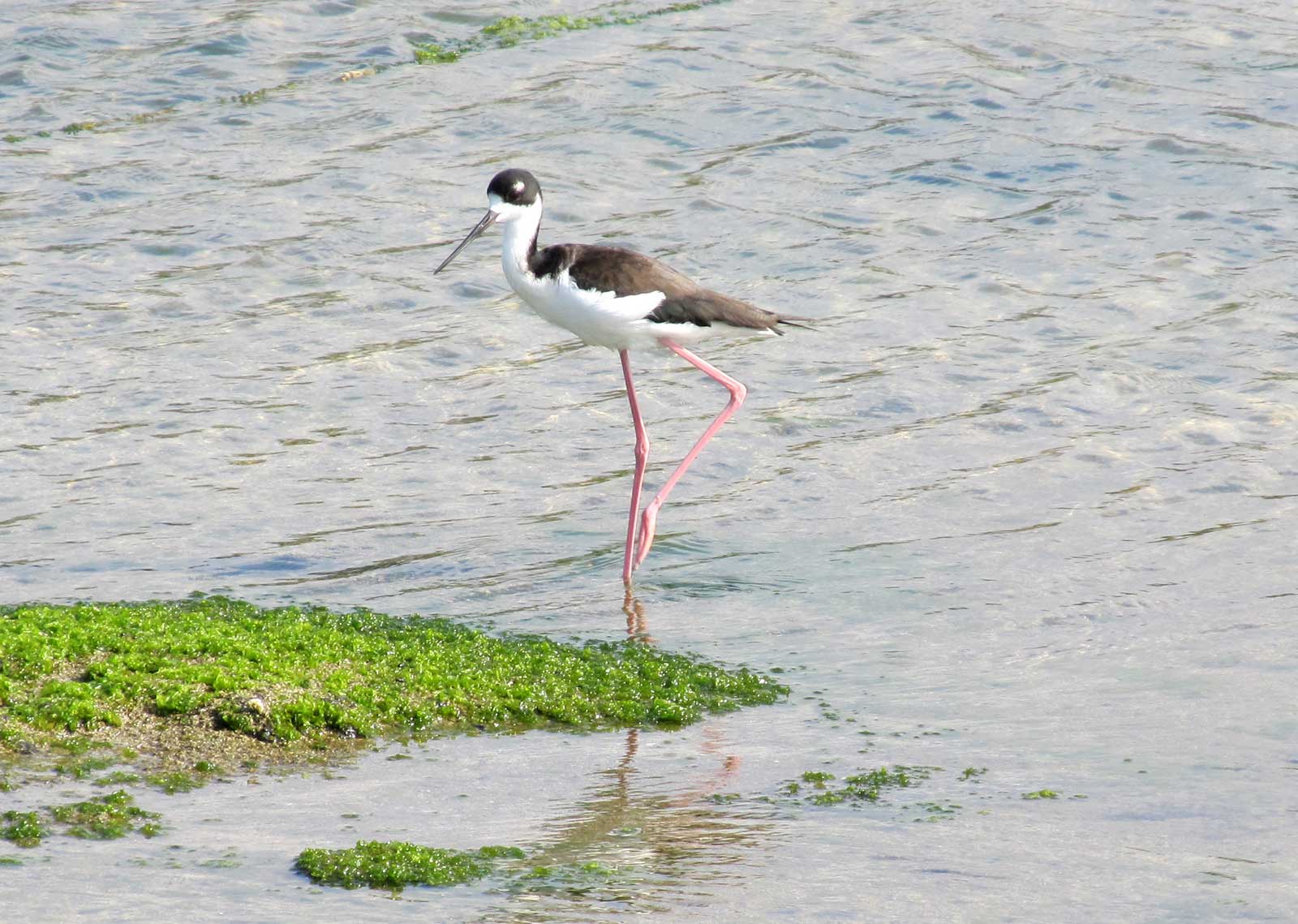 Hawaiian Stilt Bird Hawaii Pictures