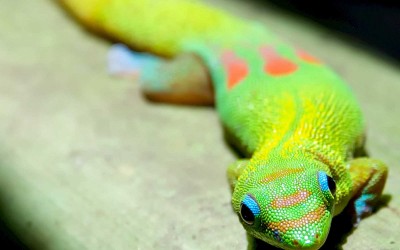 Orange Spot Day Gecko on Leaf