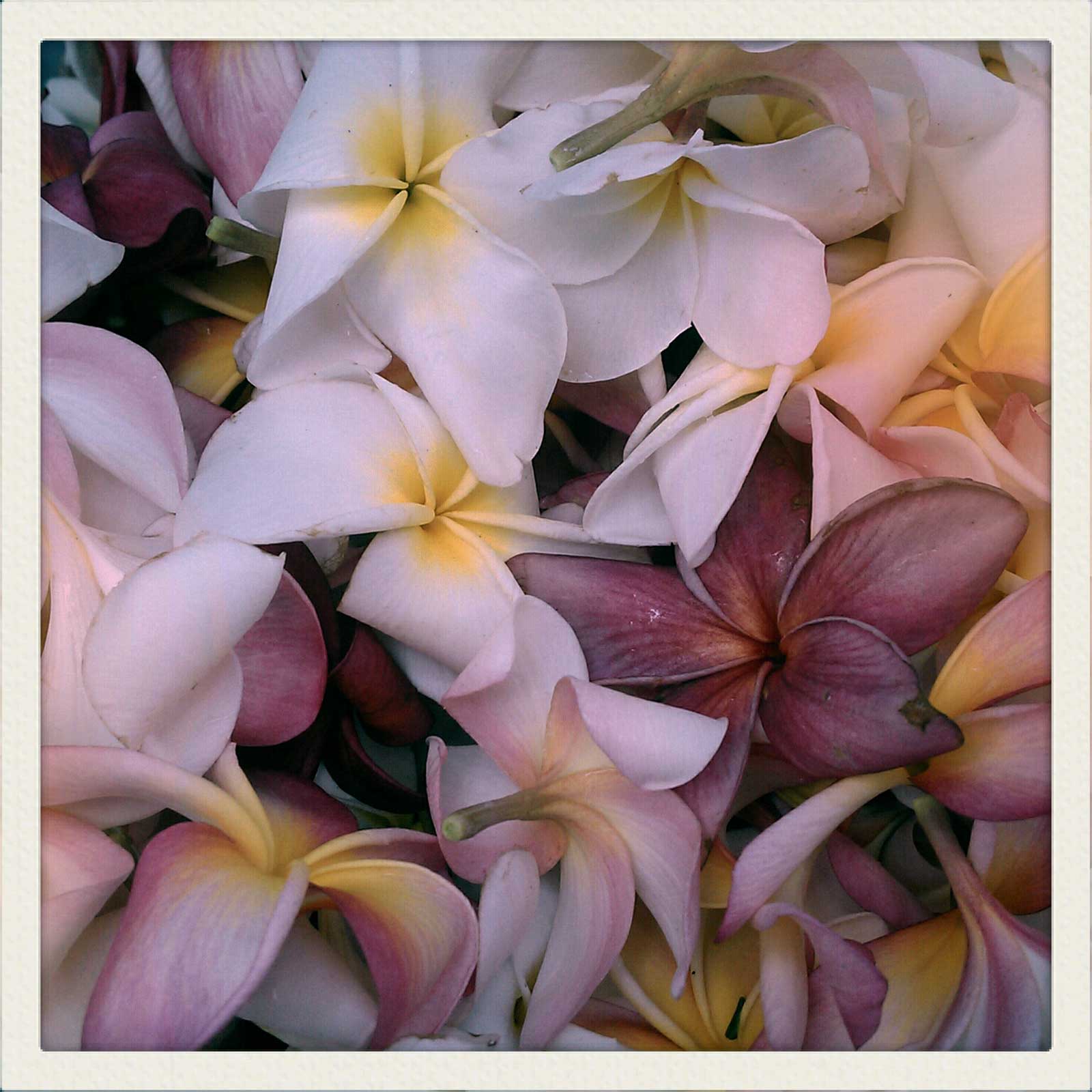 Pretty Plumerias Hawaii Pictures