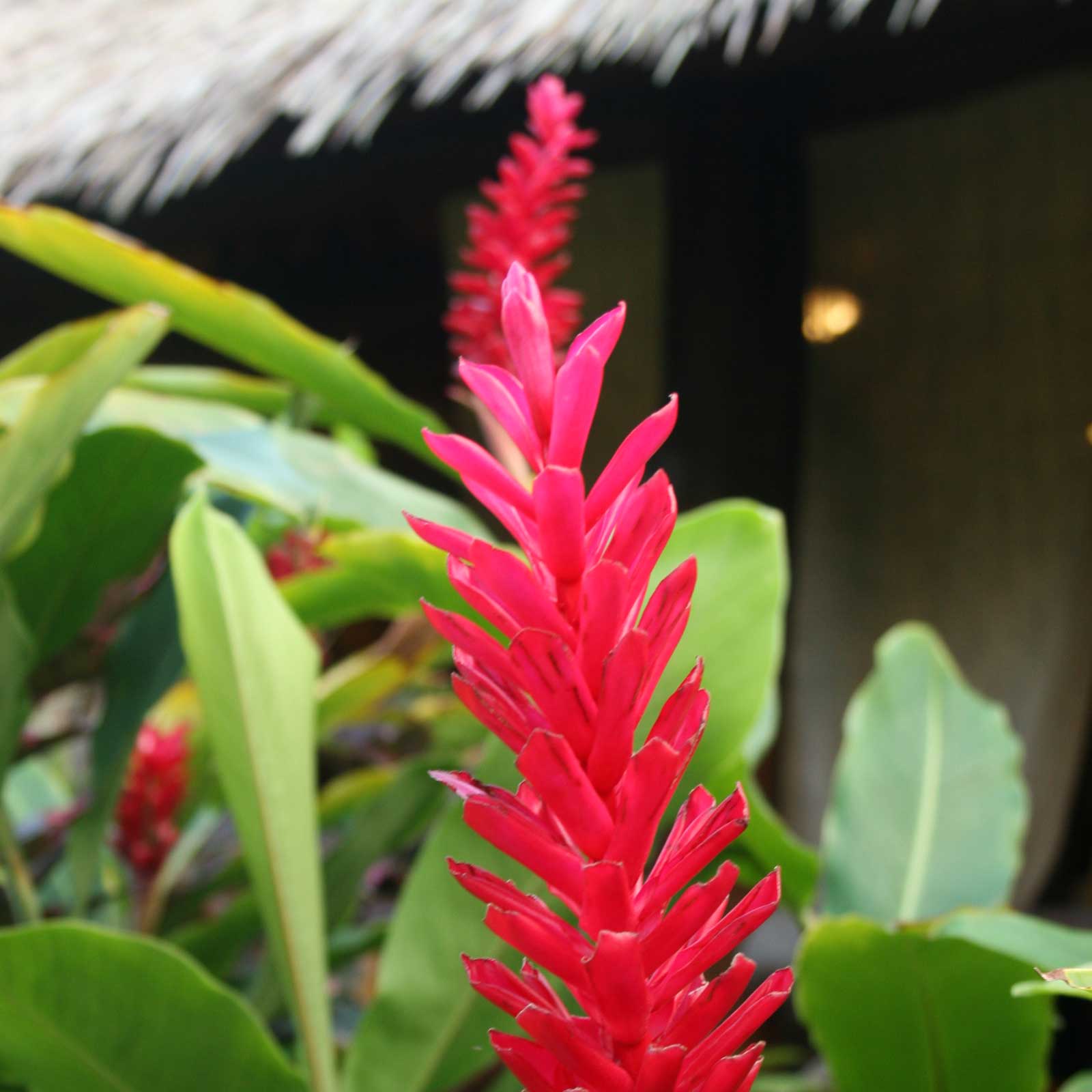 Red Ginger Blossom Hawaii Pictures