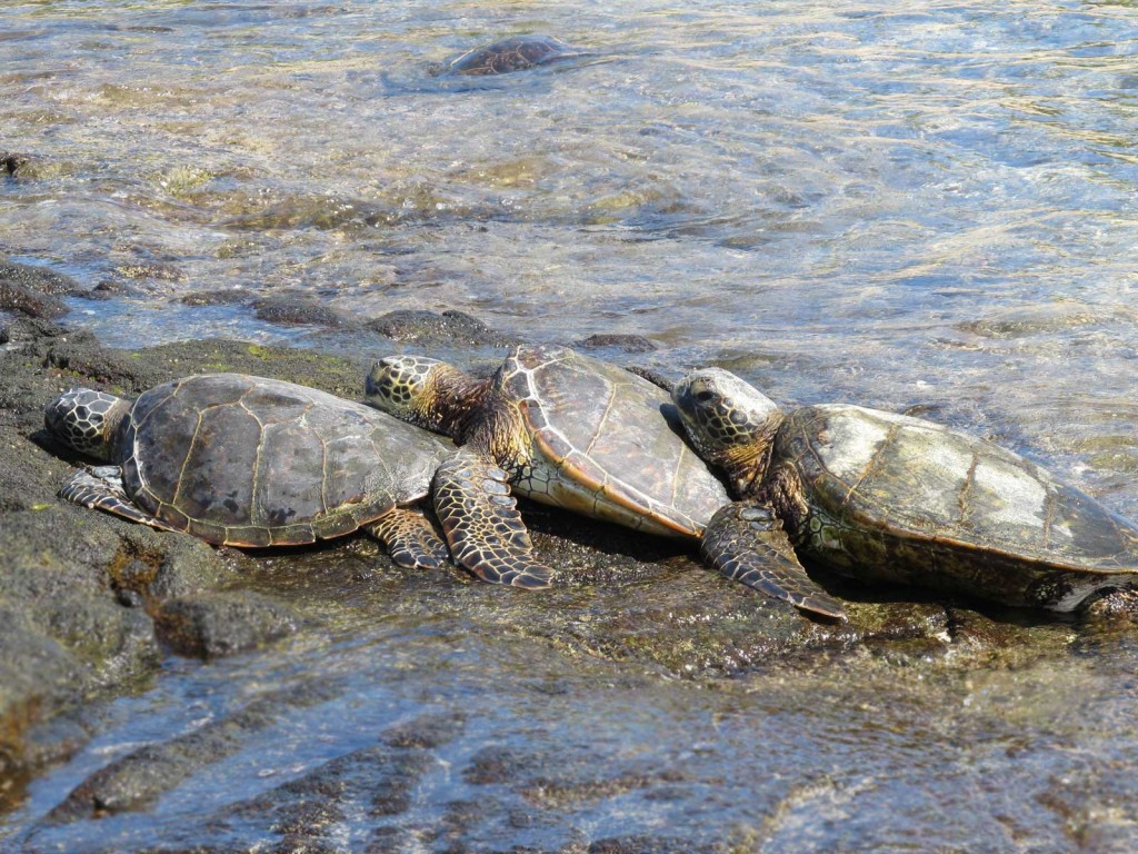 Hawaiian Green Sea Turtles Touching
