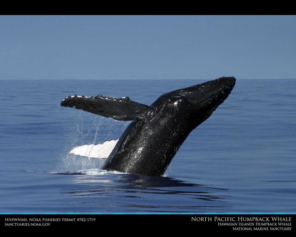 Hawaii Humpback Whale Breaching