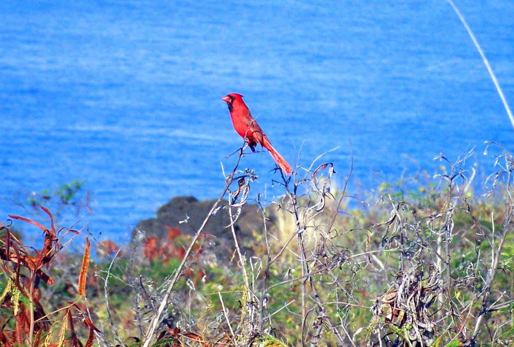 Hawaii Red Northern Cardinal