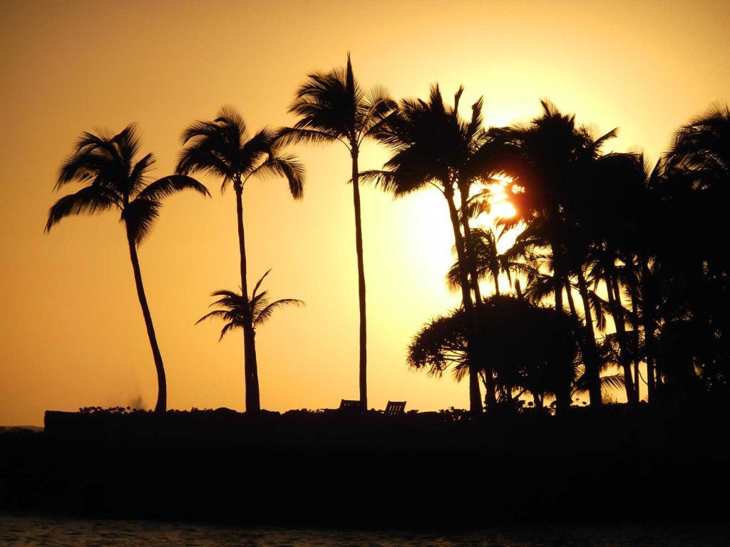 Hawaii Sunset Palms