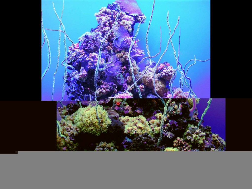 Maui Aquarium Coral