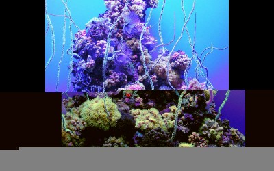 Maui Aquarium Coral