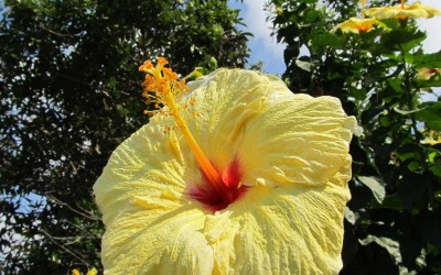 Hawaii Yellow Hibiscus