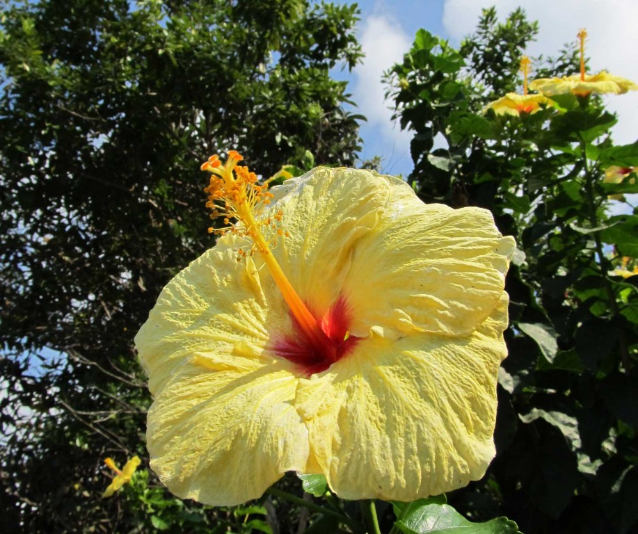 Hawaii Yellow Hibiscus