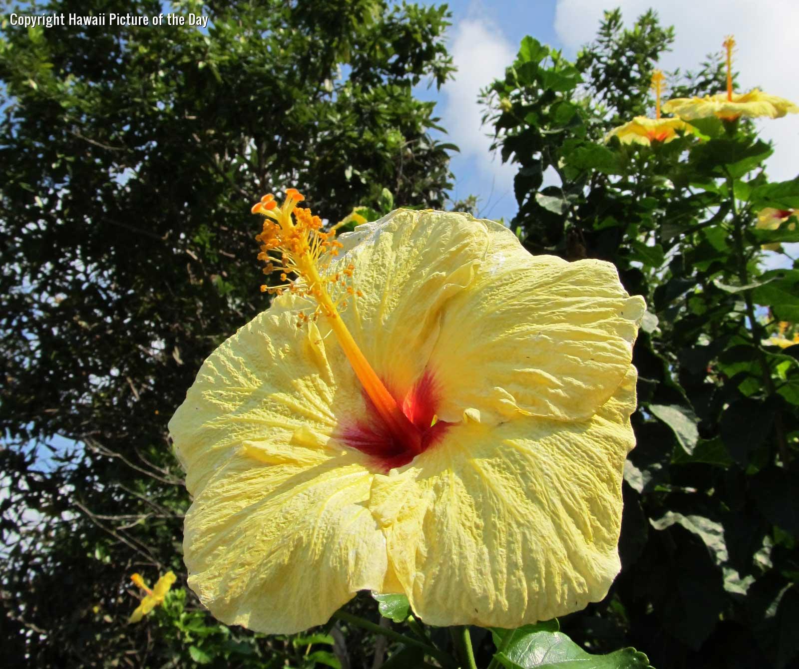 Native Yellow Hibiscus