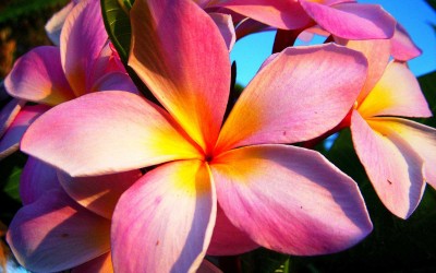 Kauai Pink Plumeria