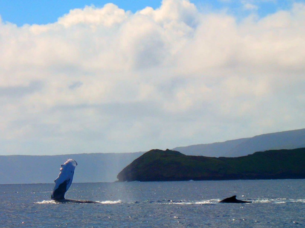 Humpback Whale Waving