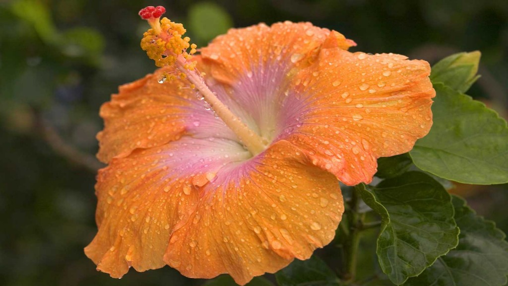 Orange Hibiscus, Kauai Hawaii
