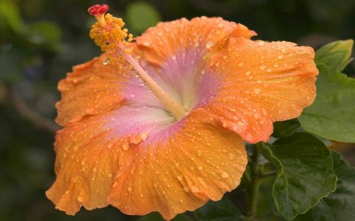 Orange Hibiscus, Kauai Hawaii